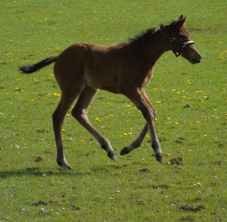 2024 filly by Dubawi
